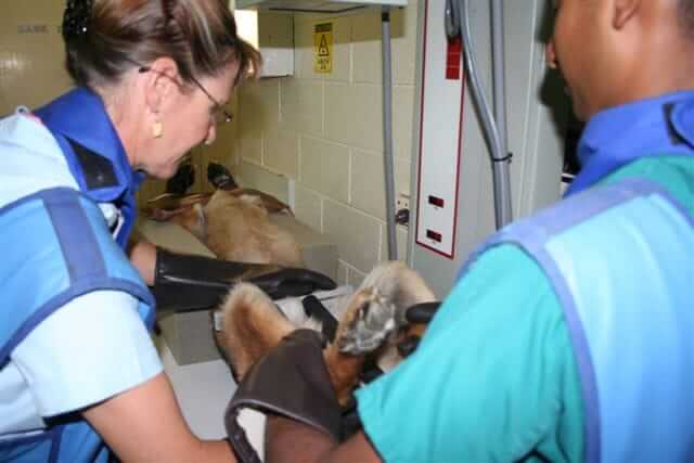 Brandon Park Vet - Diagnostics & Internal Medicine - Radiology