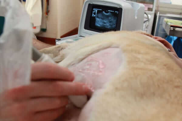 Brandon Park Vet - Diagnostics & Internal Medicine - Ultrasound