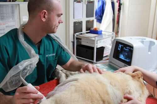 Brandon Park Vet - Diagnostics & Internal Medicine - Ultrasound