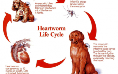 All About Heartworm – the scariest worm