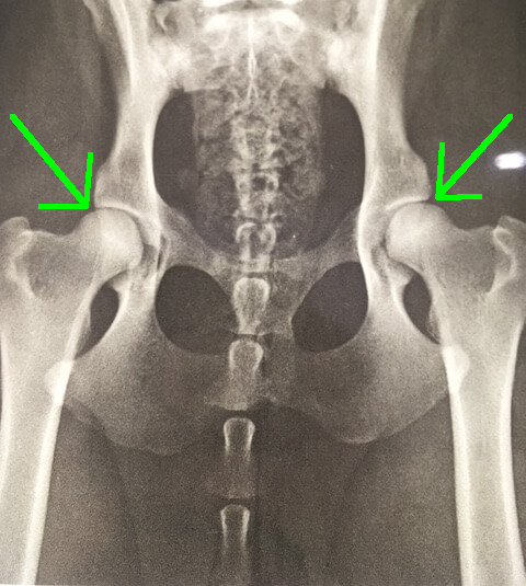 what happens if hip dysplasia is left untreated in dogs