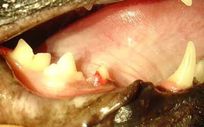 Feline Odontoclastic Resorptive Lesions