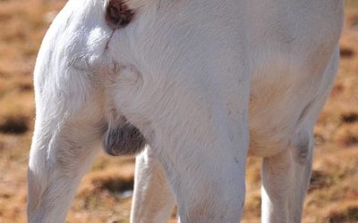 Getting to the bottom of anal glands