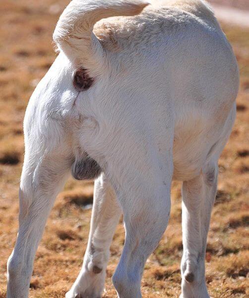 https://commons.wikimedia.org/wiki/File:Male_Labrador_anus.jpg