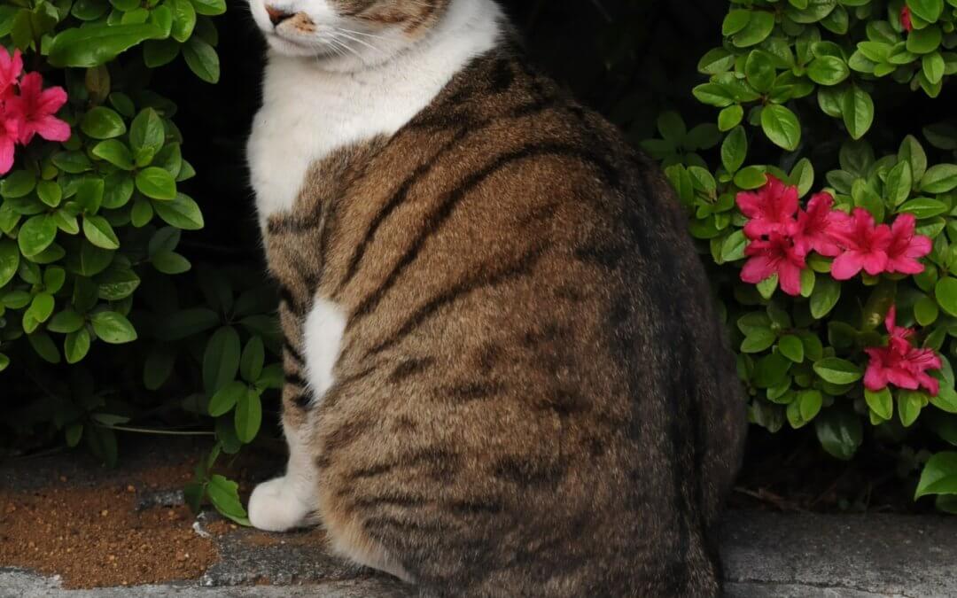 https://commons.wikimedia.org/wiki/File:Brown_and_white_tabby_cat_and_flower_trees-Hisashi-01A.jpg