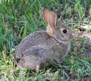 Bunny blues: urine scald in rabbits - Brandon Park Veterinary Hospital