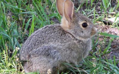 Bunny blues: urine scald in rabbits