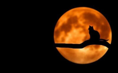 Keep your pets safe this Halloween