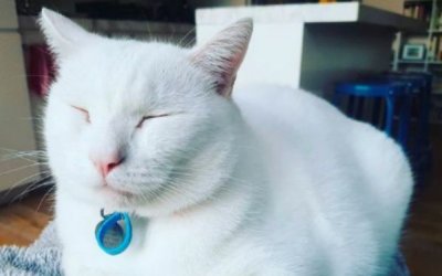 Rocky’s “wee” problem