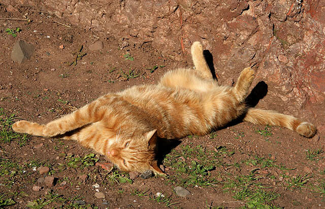 https://commons.wikimedia.org/wiki/File:A_sunbathing_cat_at_St_Abbs_-_geograph.org.uk_-_1527439.jpg