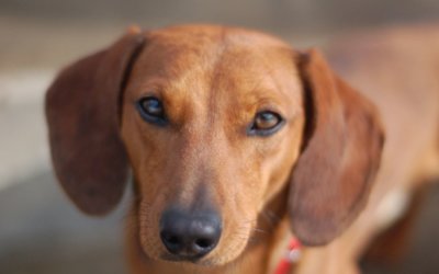 Dog Castration – Post Op Home Care Information