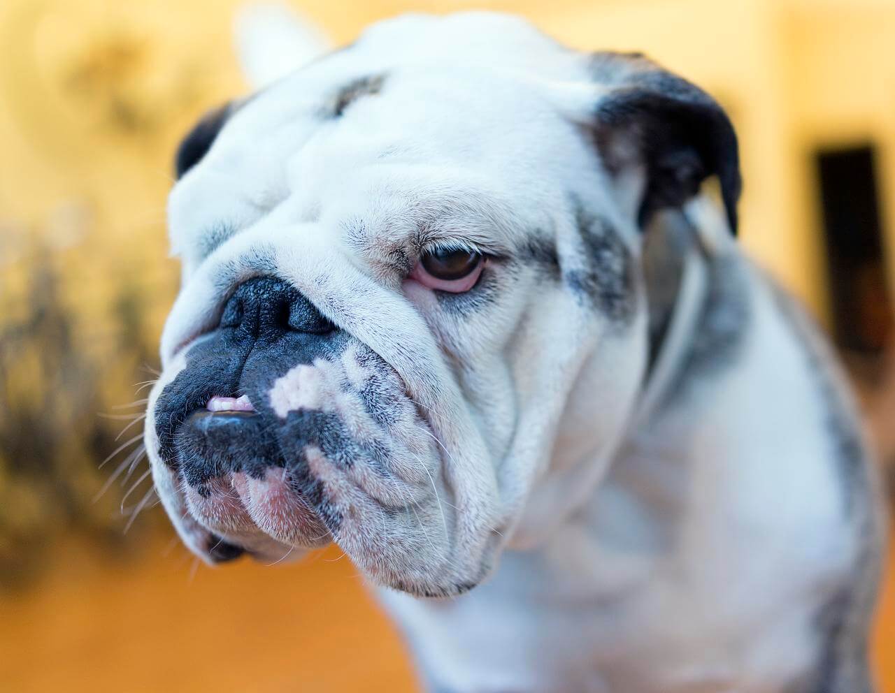 brachycephalic-airway-syndrome-brandon-park-veterinary-hospital