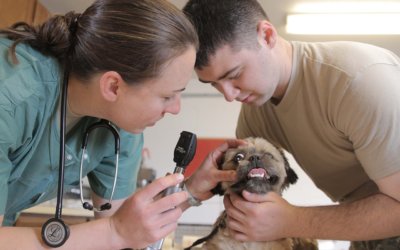 Dogs and the Vet