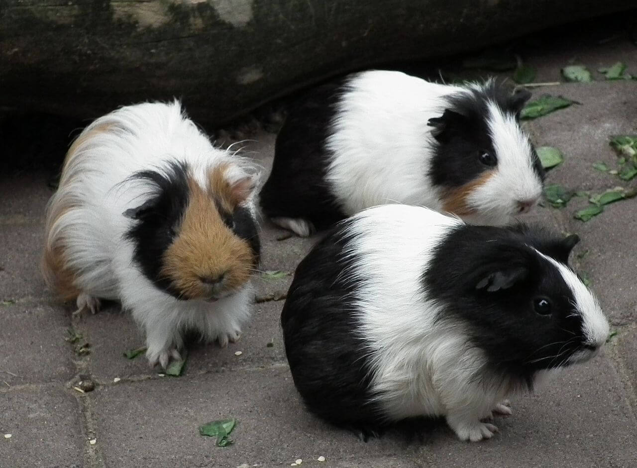 silkie guinea pigs