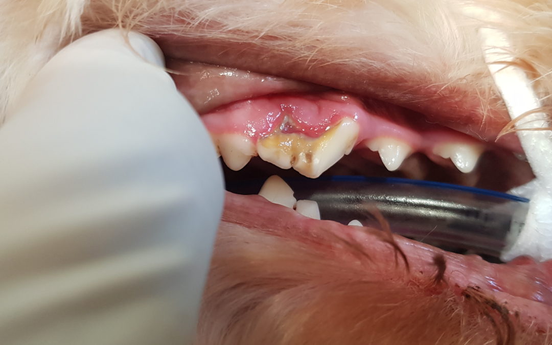 chihuahua tooth abscess