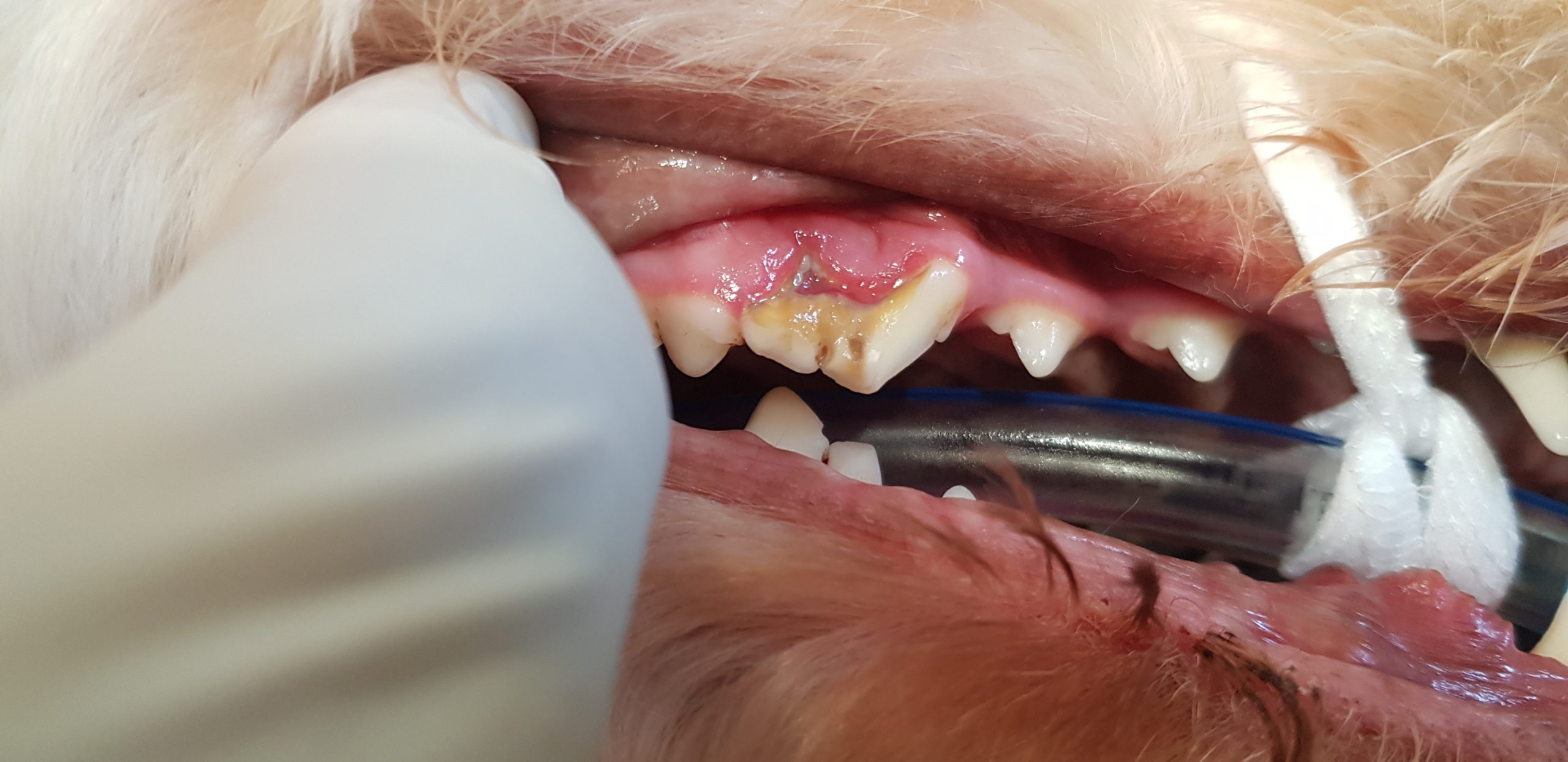 what causes rotten teeth in dogs