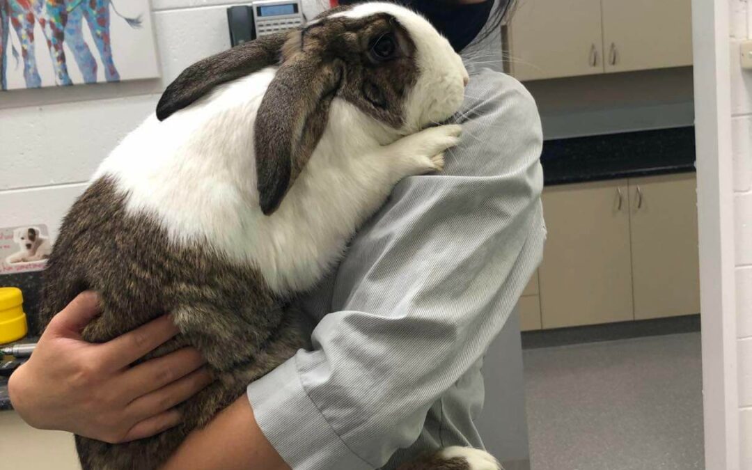 Rabbit Pre-Surgery Information