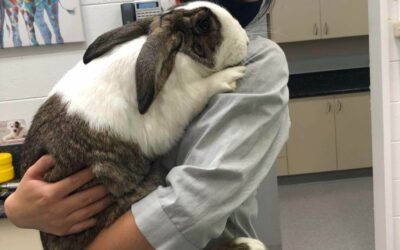Rabbit Haemorrhagic Disease Virus (RHDV)- Important Update about Vaccines and keeping your bunny protected.