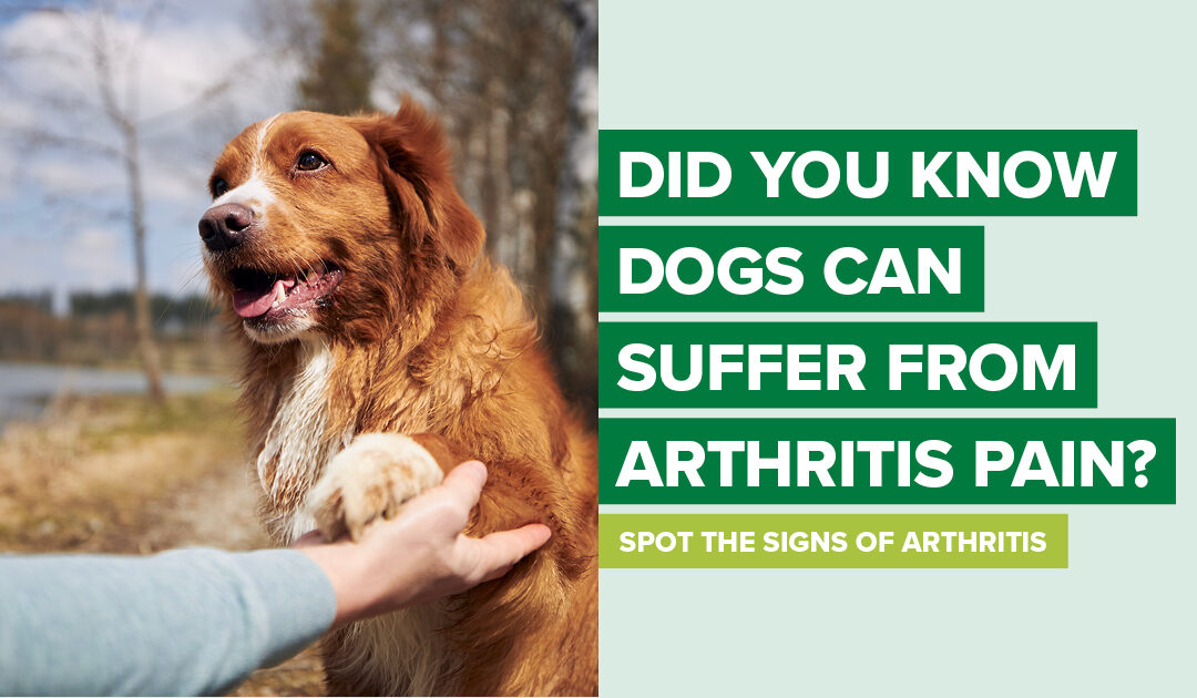 Dog Arthritis – Signs, Causes and Treatment