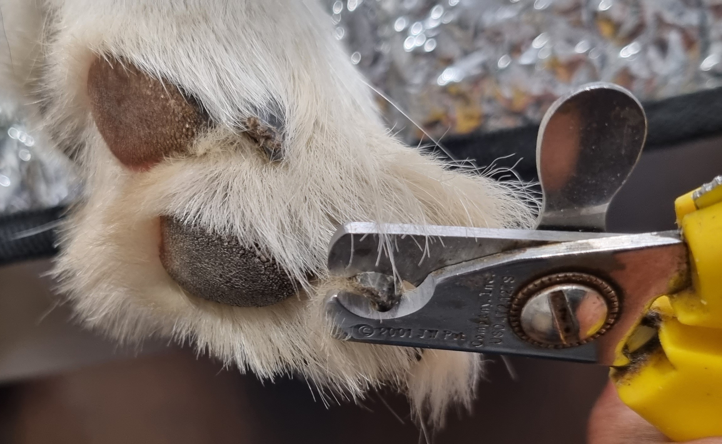 Nail trims Brandon Park Veterinary Hospital