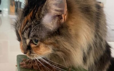 Supporting you cat’s natural feeding habits
